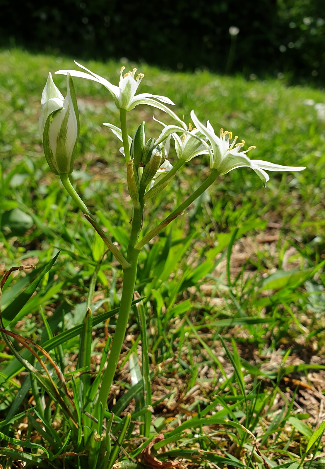 Annexe 20200424_152126.jpg