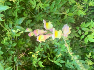 Annexe IMG_9383 (1).jpg