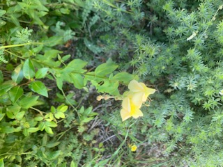 Annexe IMG_9385 (1).jpg