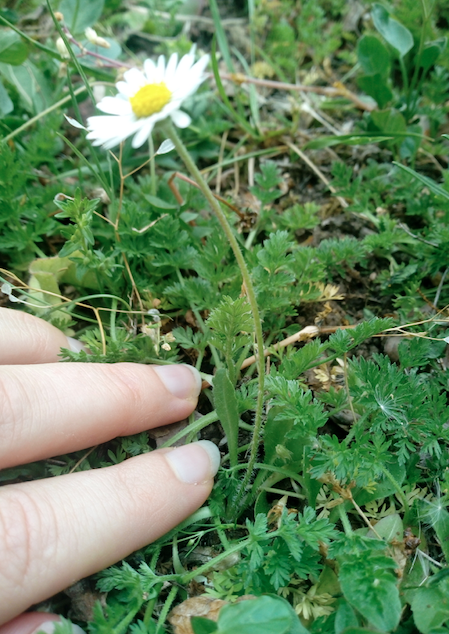 Annexe Capture d’écran 2020-04-24 à 16.36.42.png