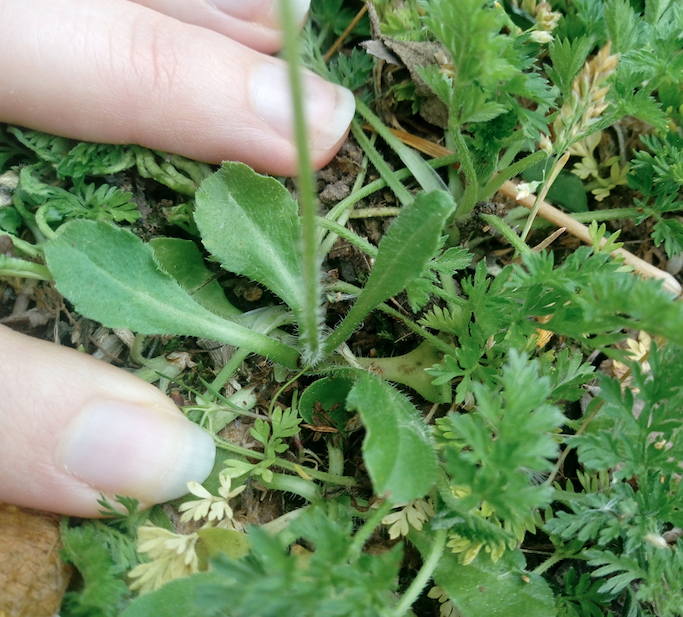Annexe Capture d’écran 2020-04-24 à 16.37.27.png