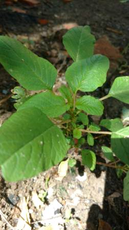 Annexe IMG_20200424_111448415.jpg