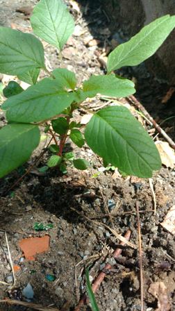 Annexe IMG_20200424_111548366.jpg