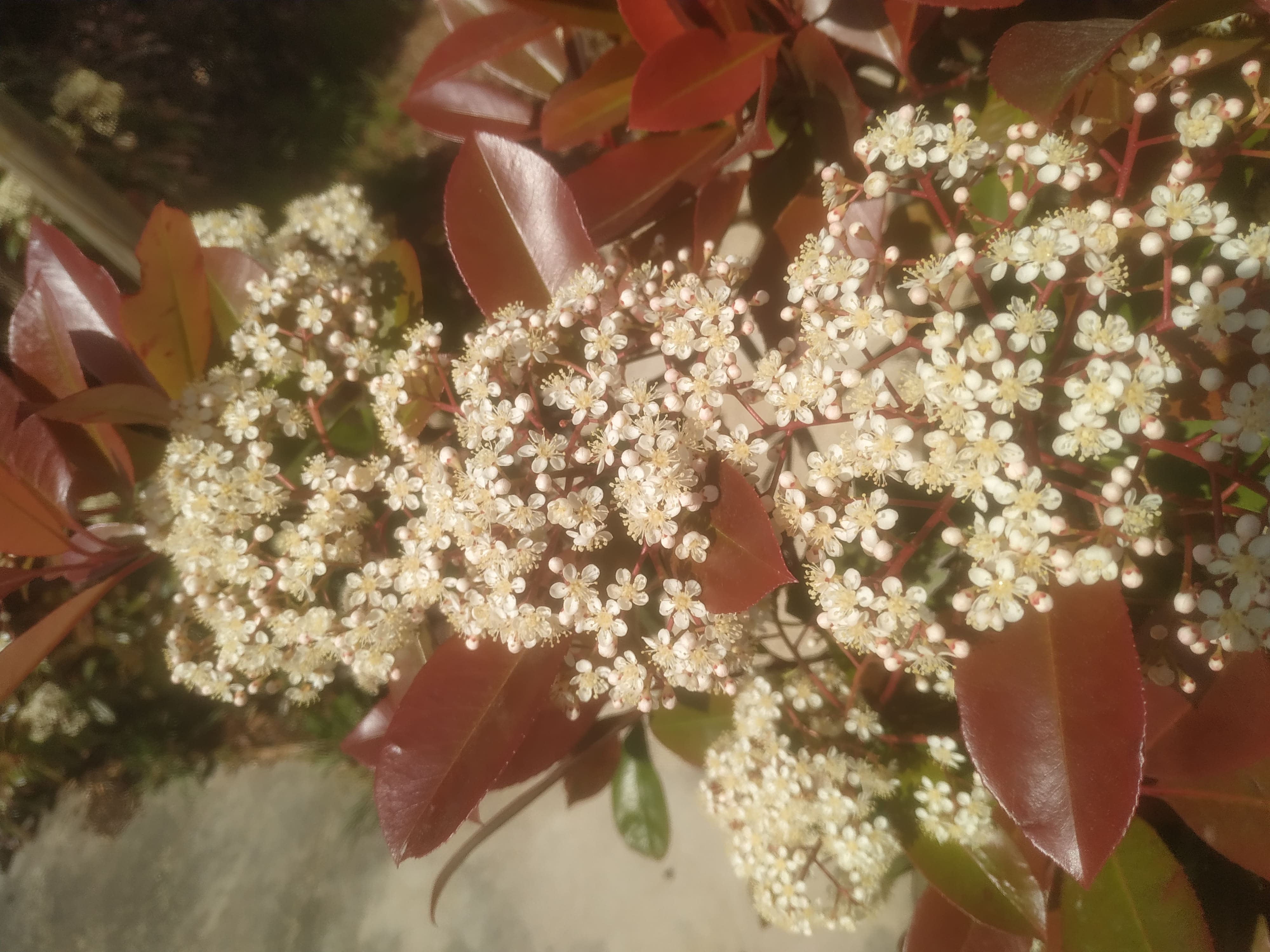 Annexe IMG_20200416_132015-min.jpg