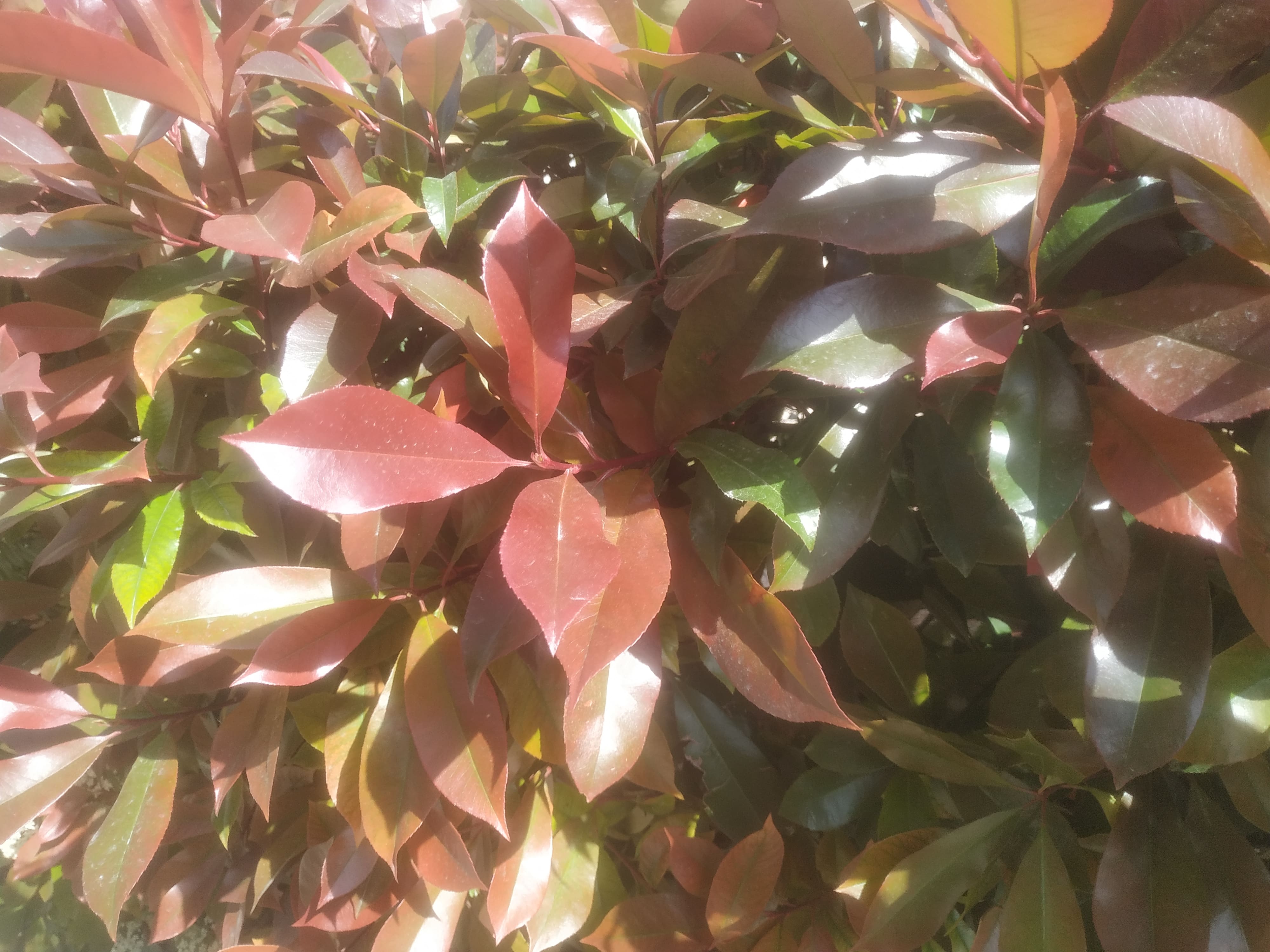 Annexe IMG_20200416_132112-min.jpg