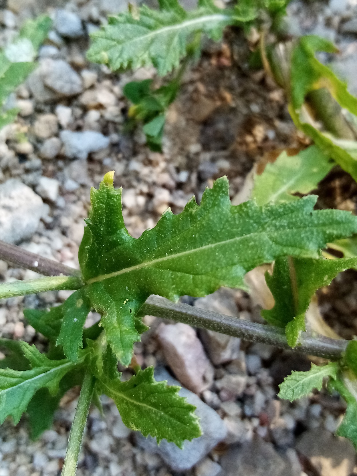 Annexe diplotaxis feuille.jpg