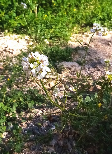 Annexe diplotaxis vue générale.jpg