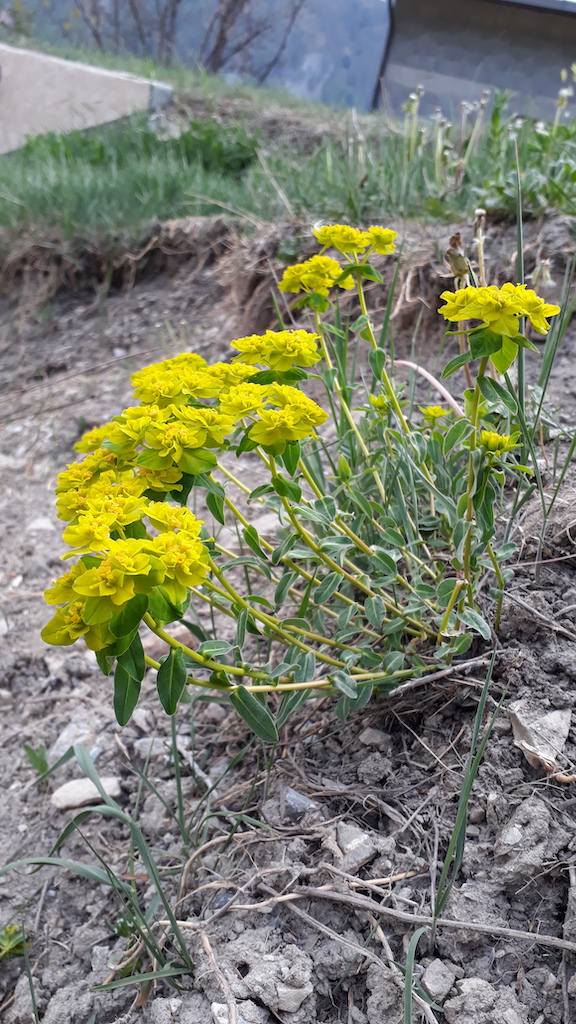 Annexe 20200424_182123.jpg