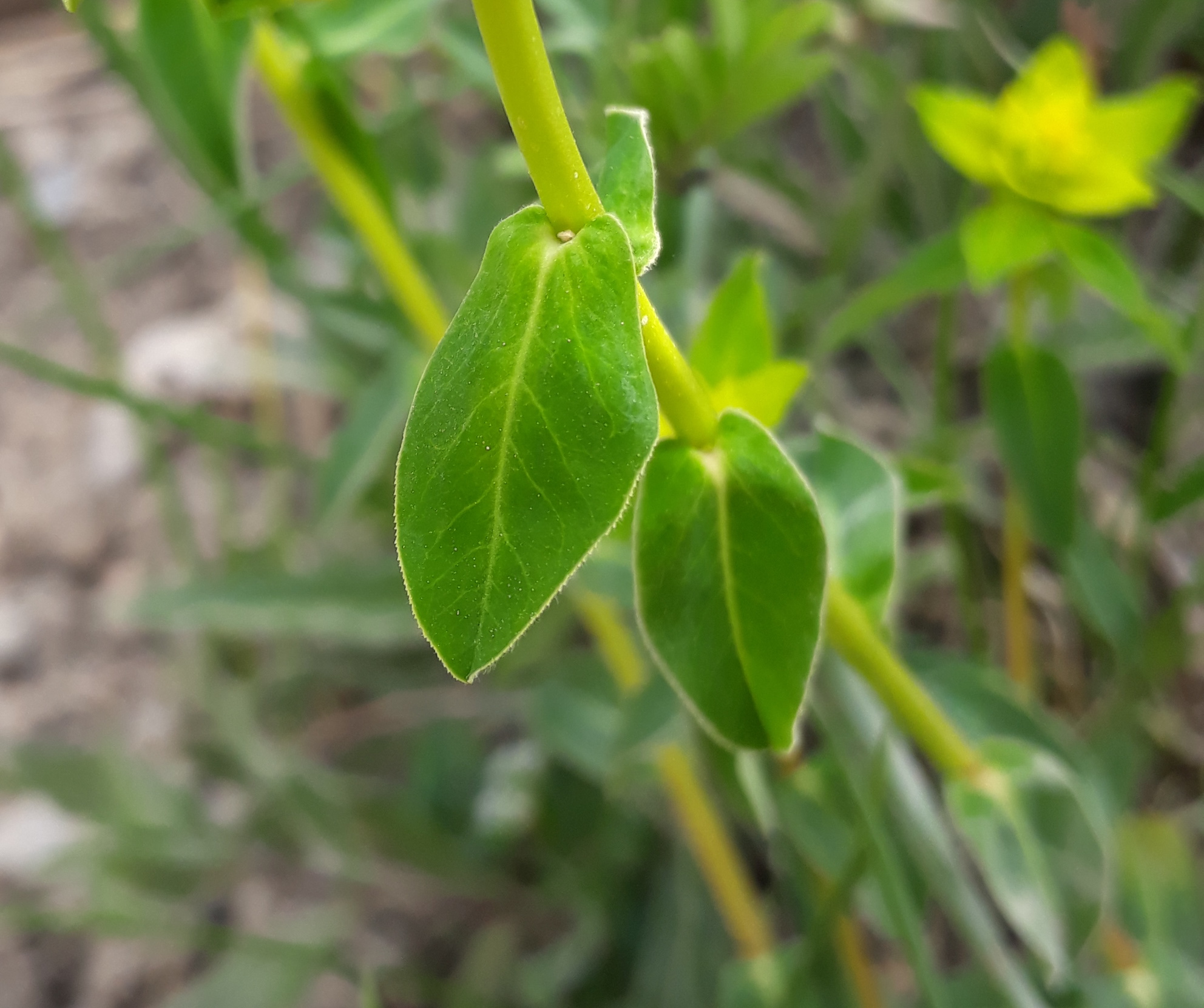 Annexe 20200424_182524.jpeg