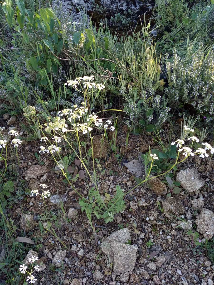 Annexe Ombelle 1r.jpg