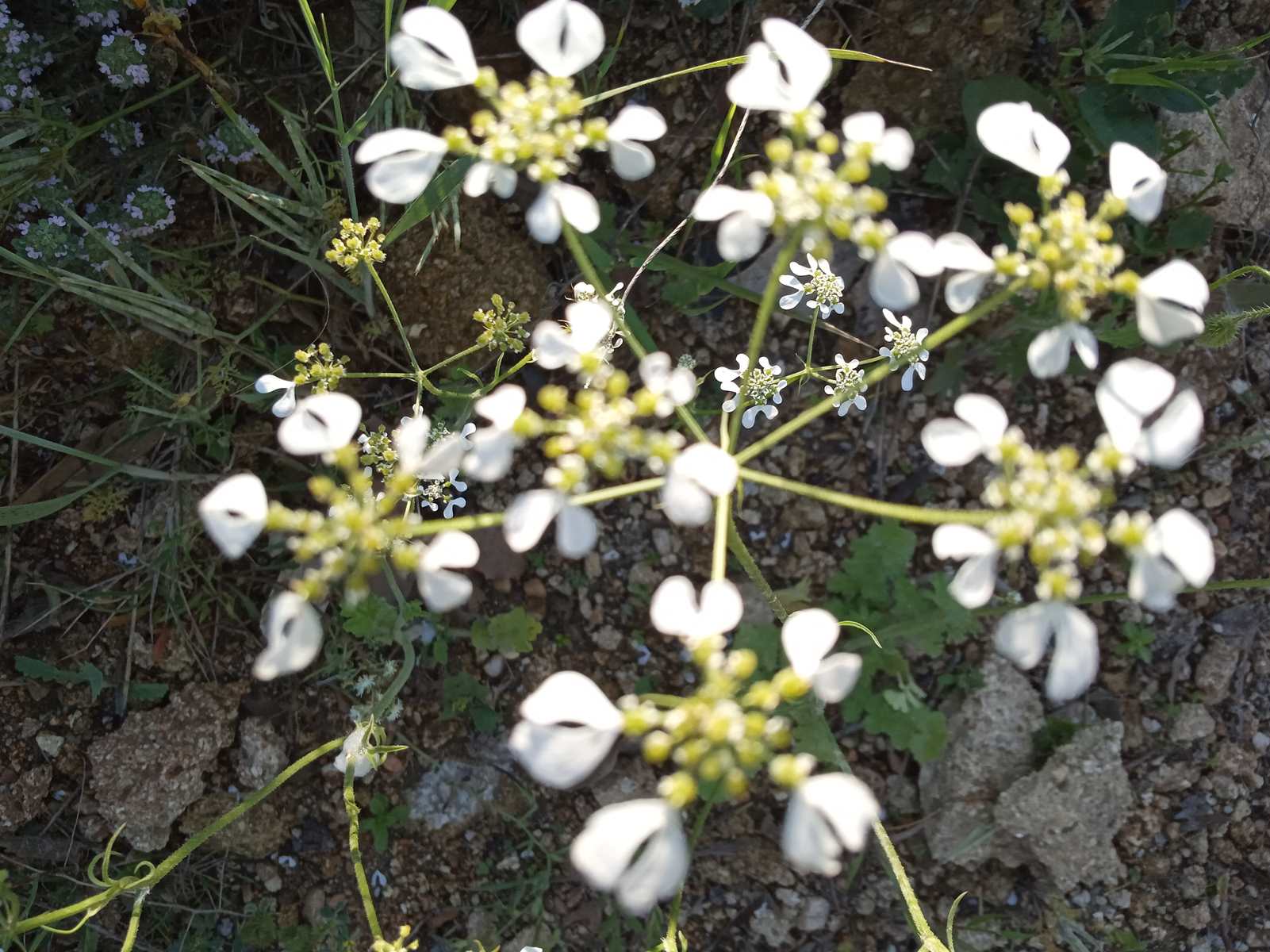 Annexe Ombelle 2r.jpg