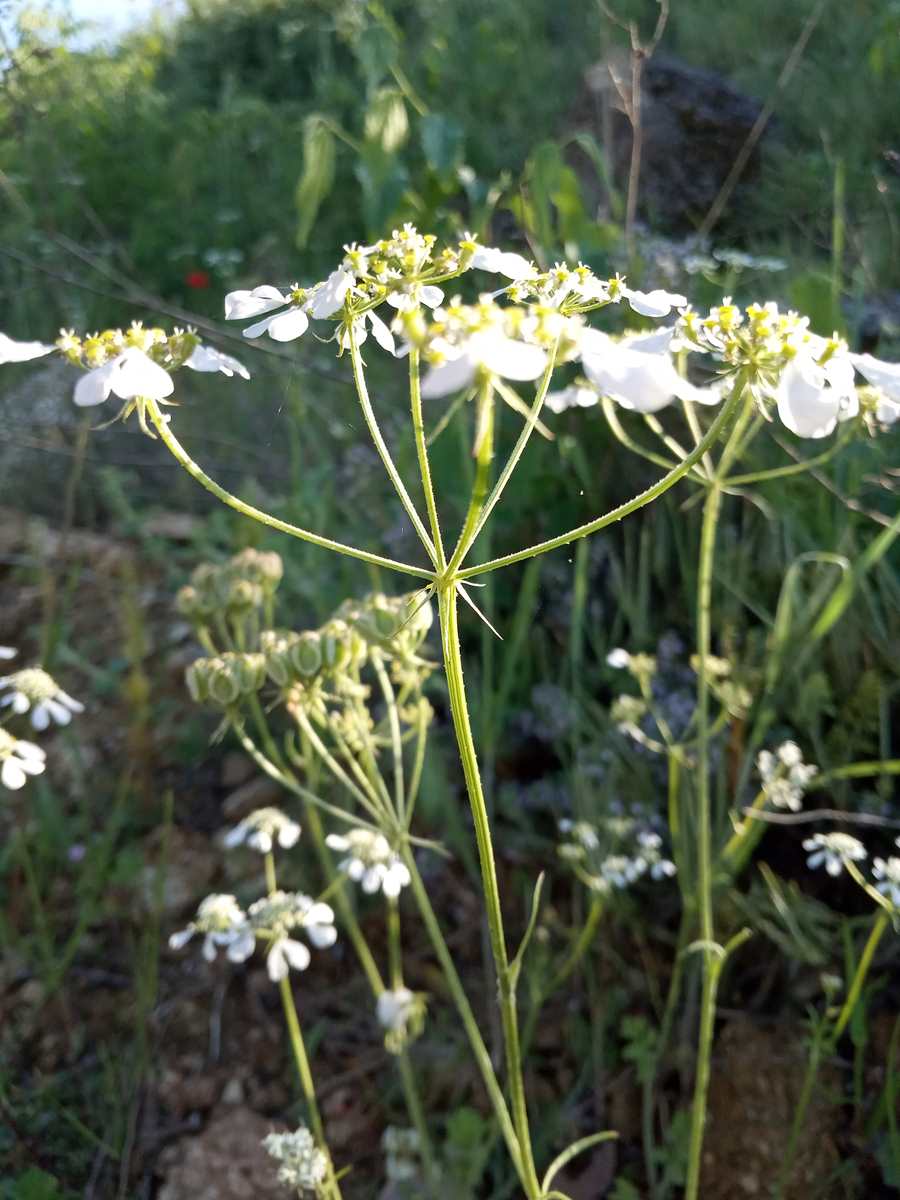 Annexe Ombelle 3r.jpg