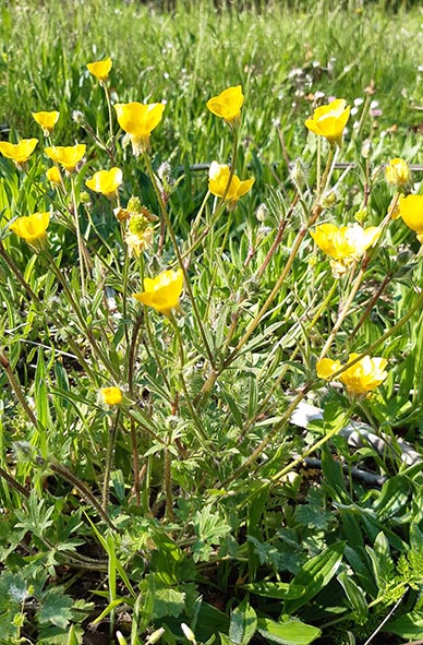 Annexe 20200424_104239.jpg