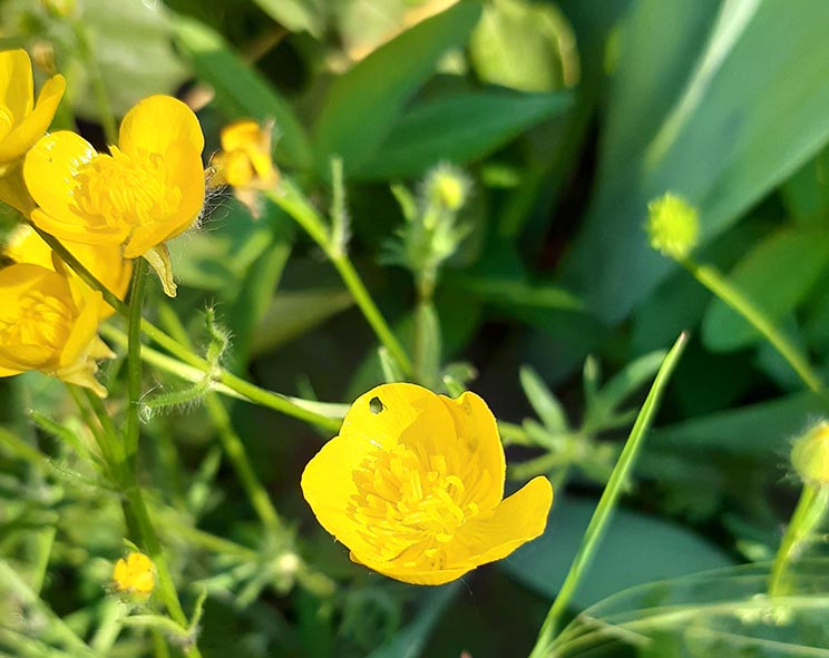 Annexe 20200424_104654.jpg