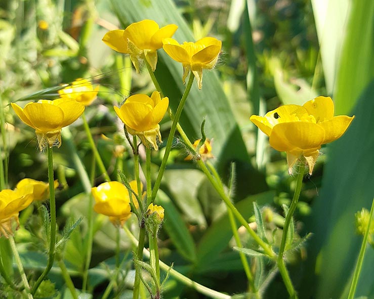 Annexe 20200424_104705.jpg