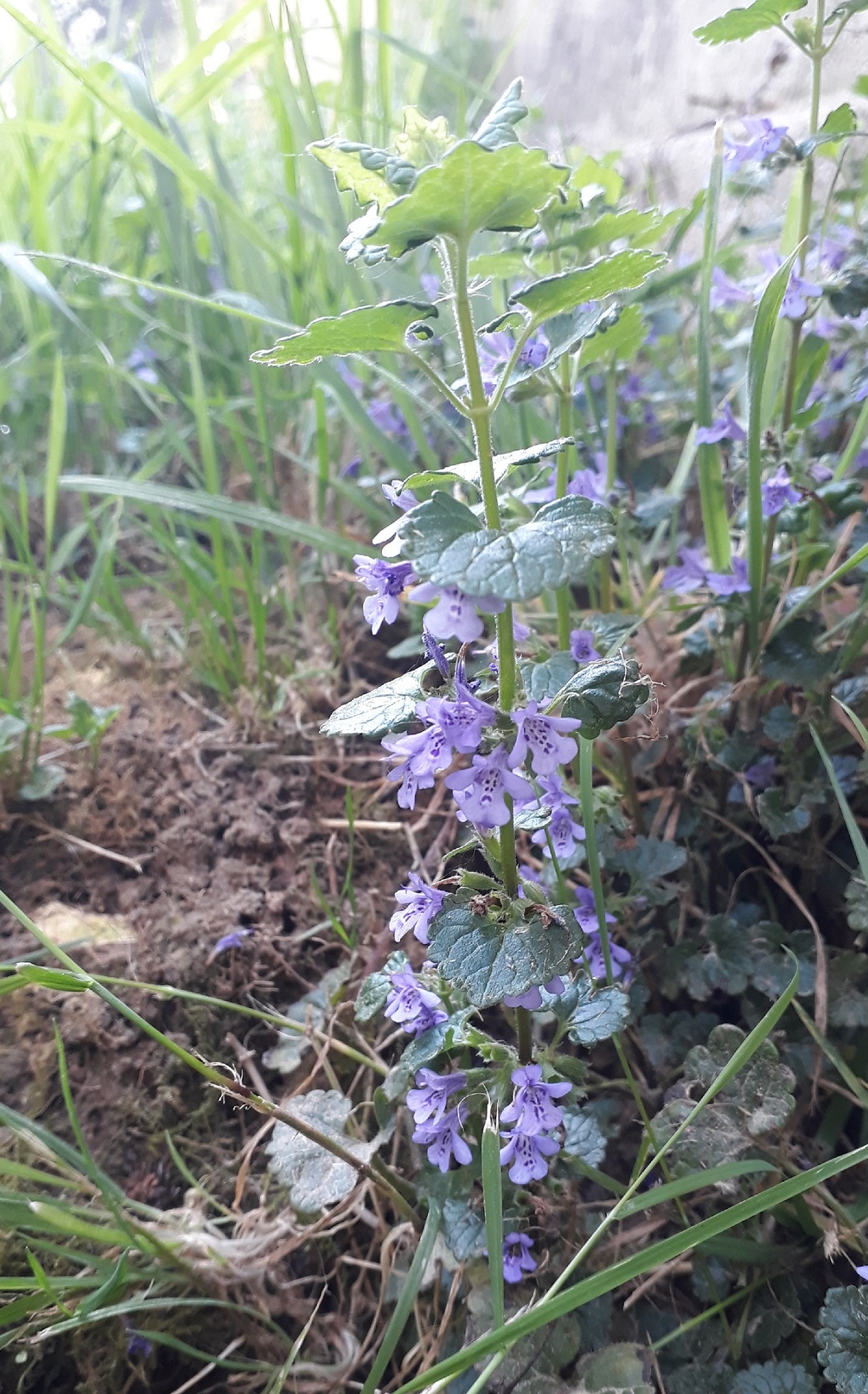 Annexe 20200424_120521 - Copie.jpg