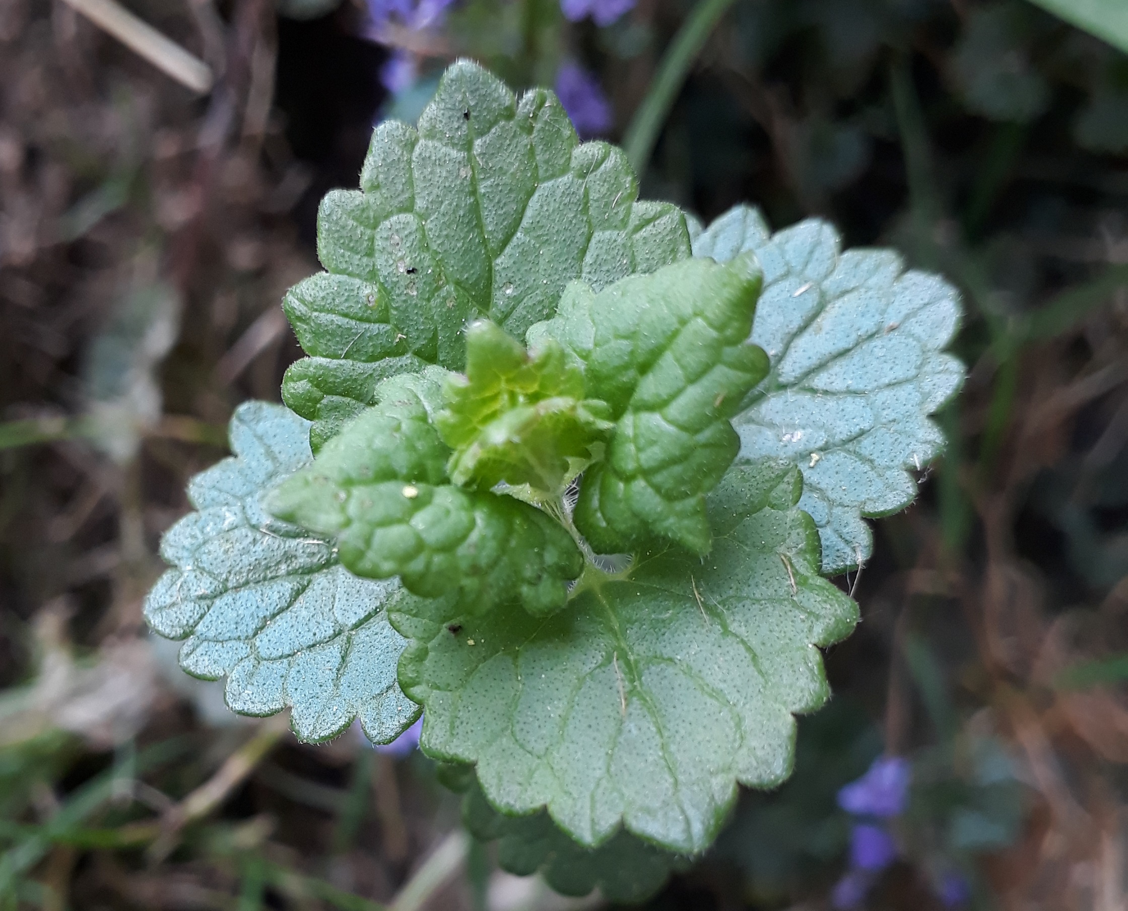 Annexe 20200424_120545.jpg