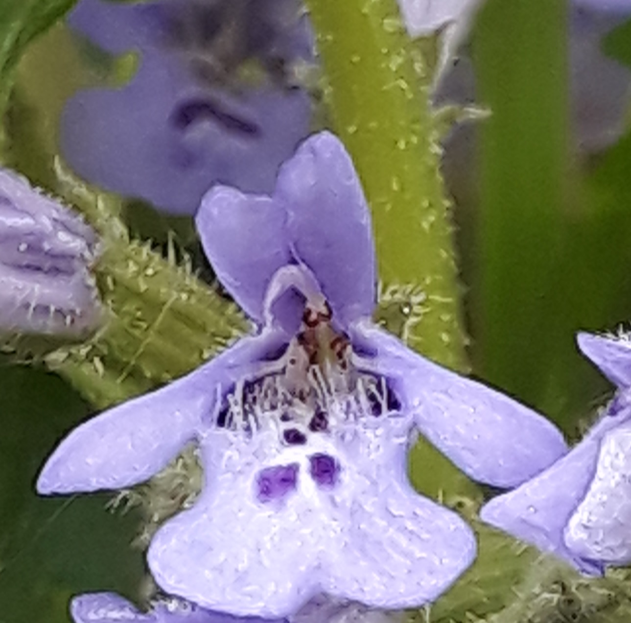 Annexe 20200424_120827.jpg