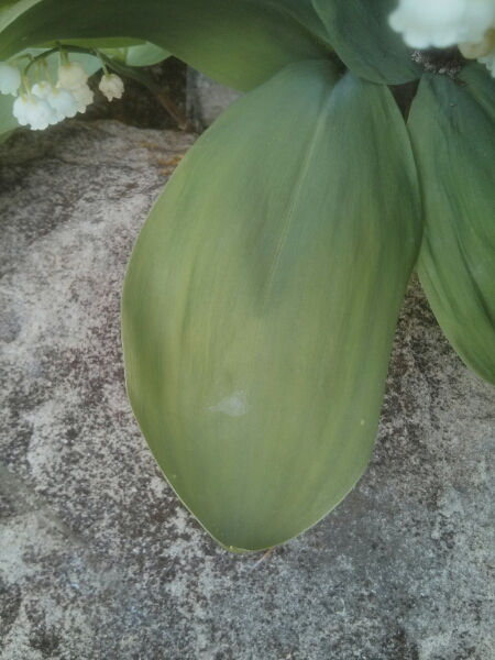 Annexe muguet feuille.jpg