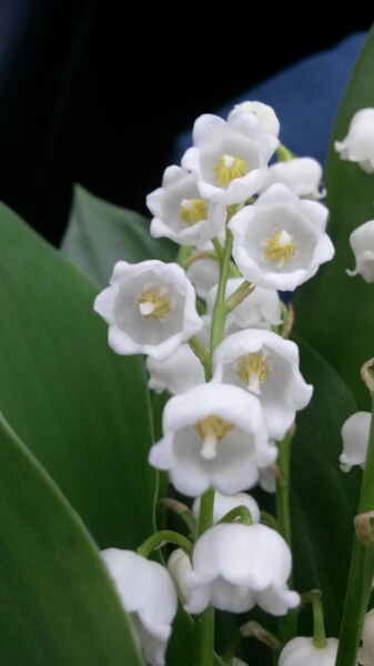 Annexe muguet zoom.jpg