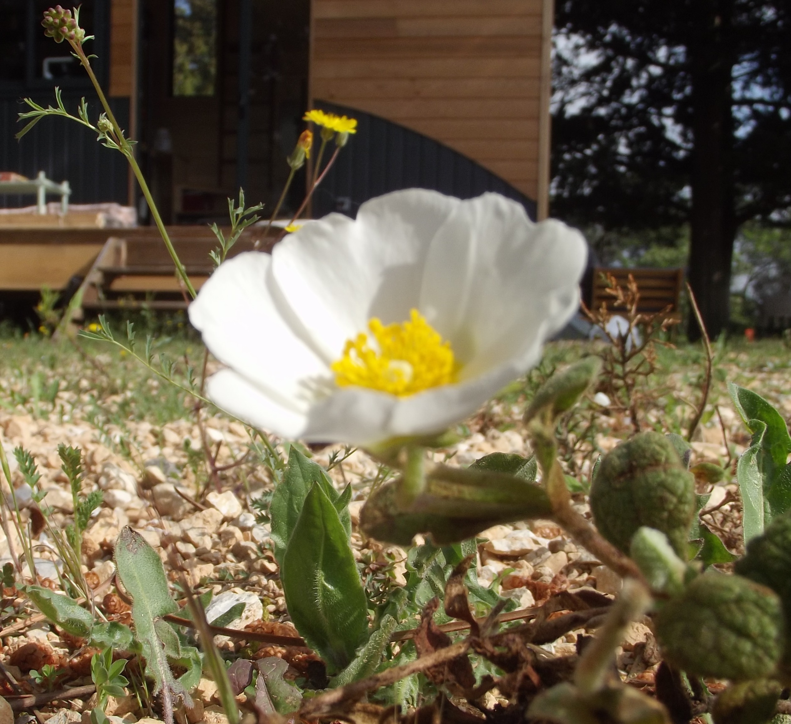 Annexe DSCF5331 - copie.jpg