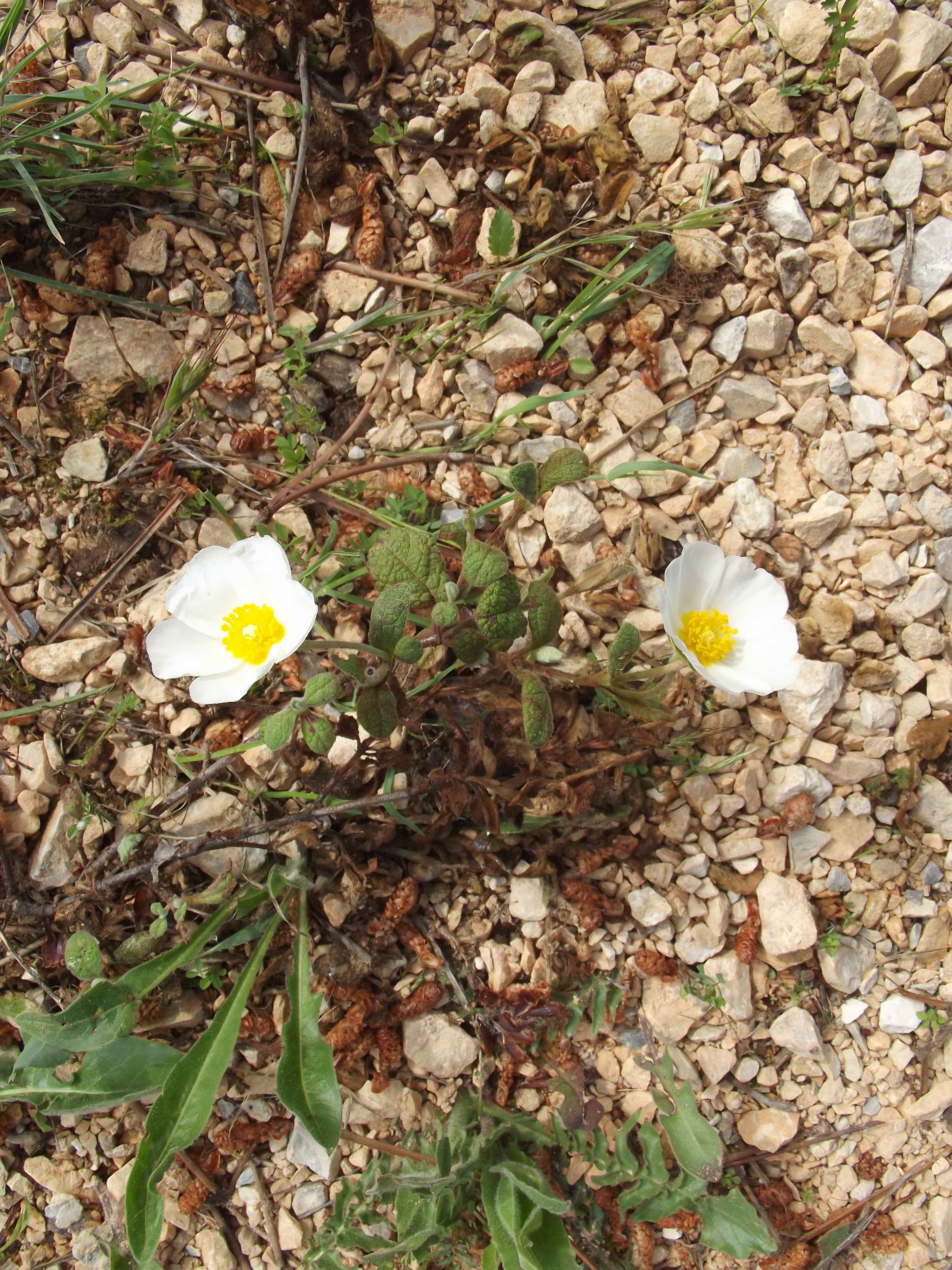 Annexe DSCF5333 - copie.jpg