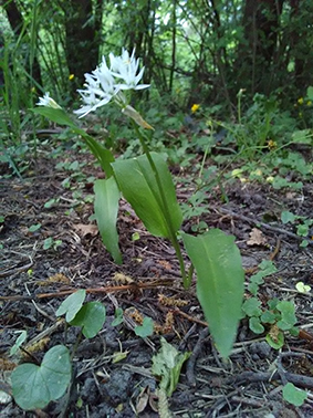 Annexe IMG_20200419_200151.jpg