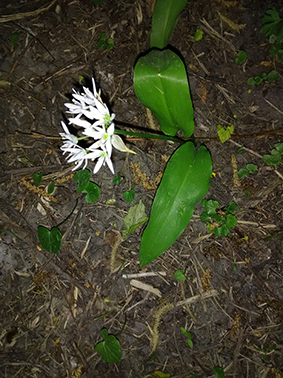 Annexe IMG_20200419_200210.jpg