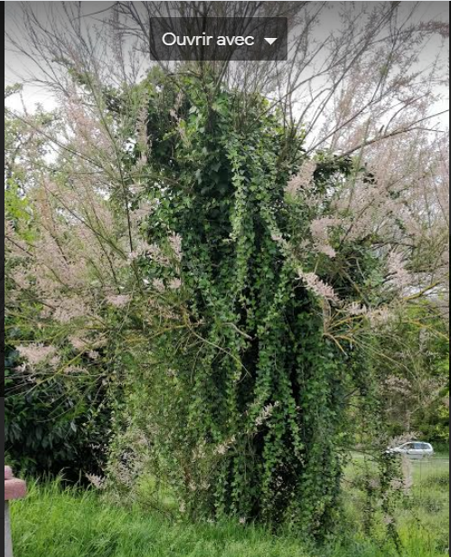 Annexe Photo arbre 1.PNG