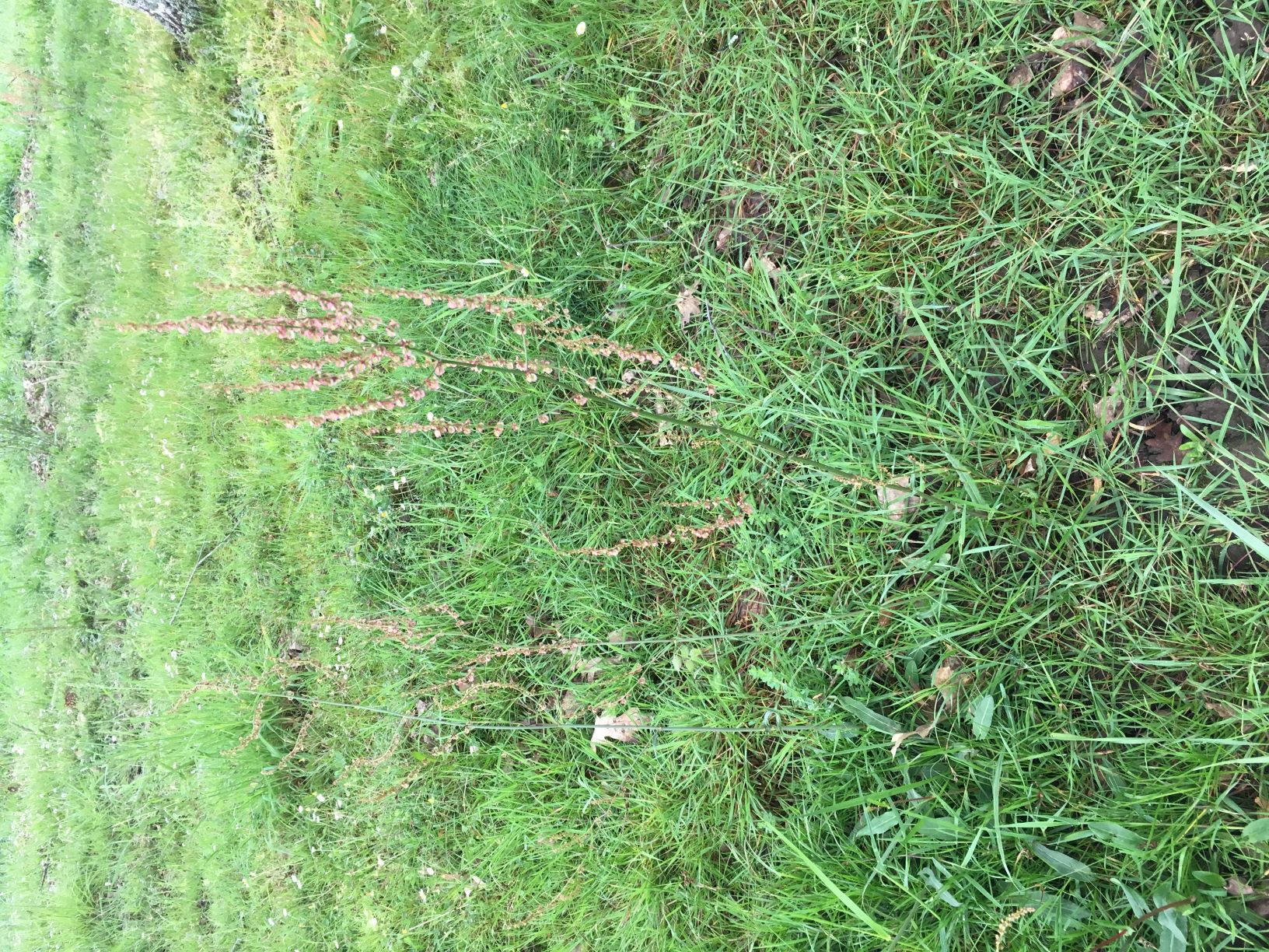 Annexe PlanteRumex.JPG