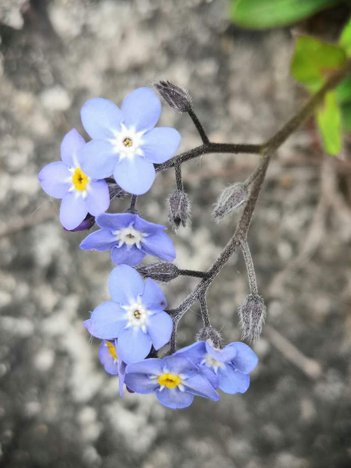 Annexe IMG_20200425_163216.jpg