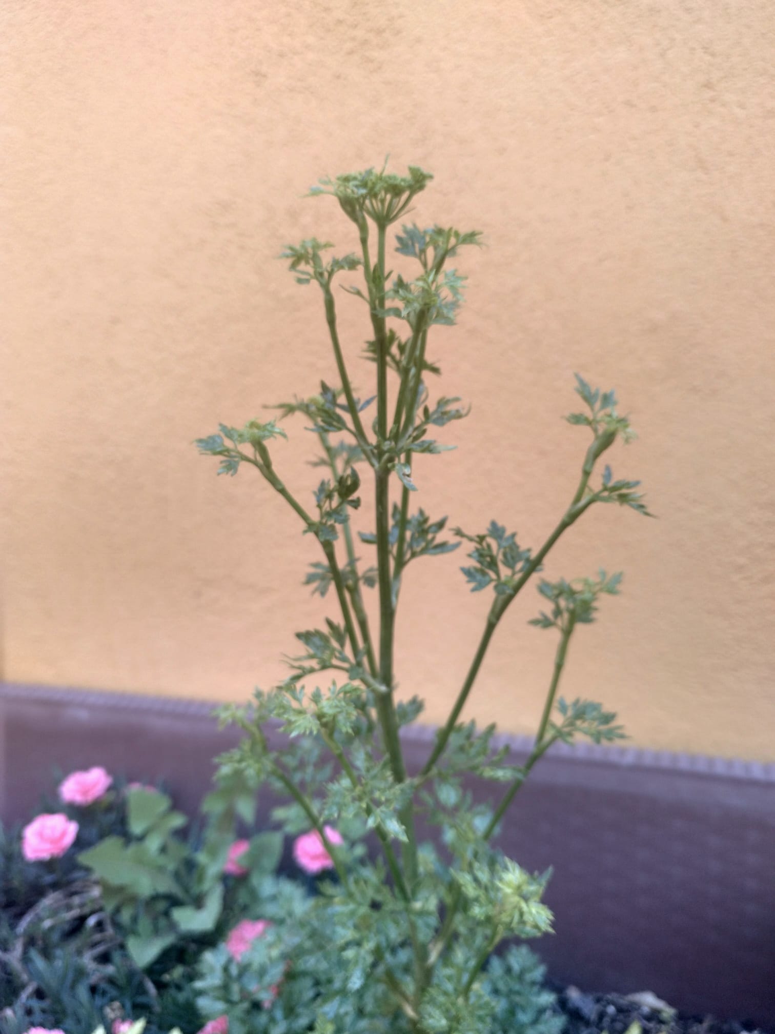 Annexe WhatsApp Image 2020-04-25 at 16.37.33 (2).jpeg