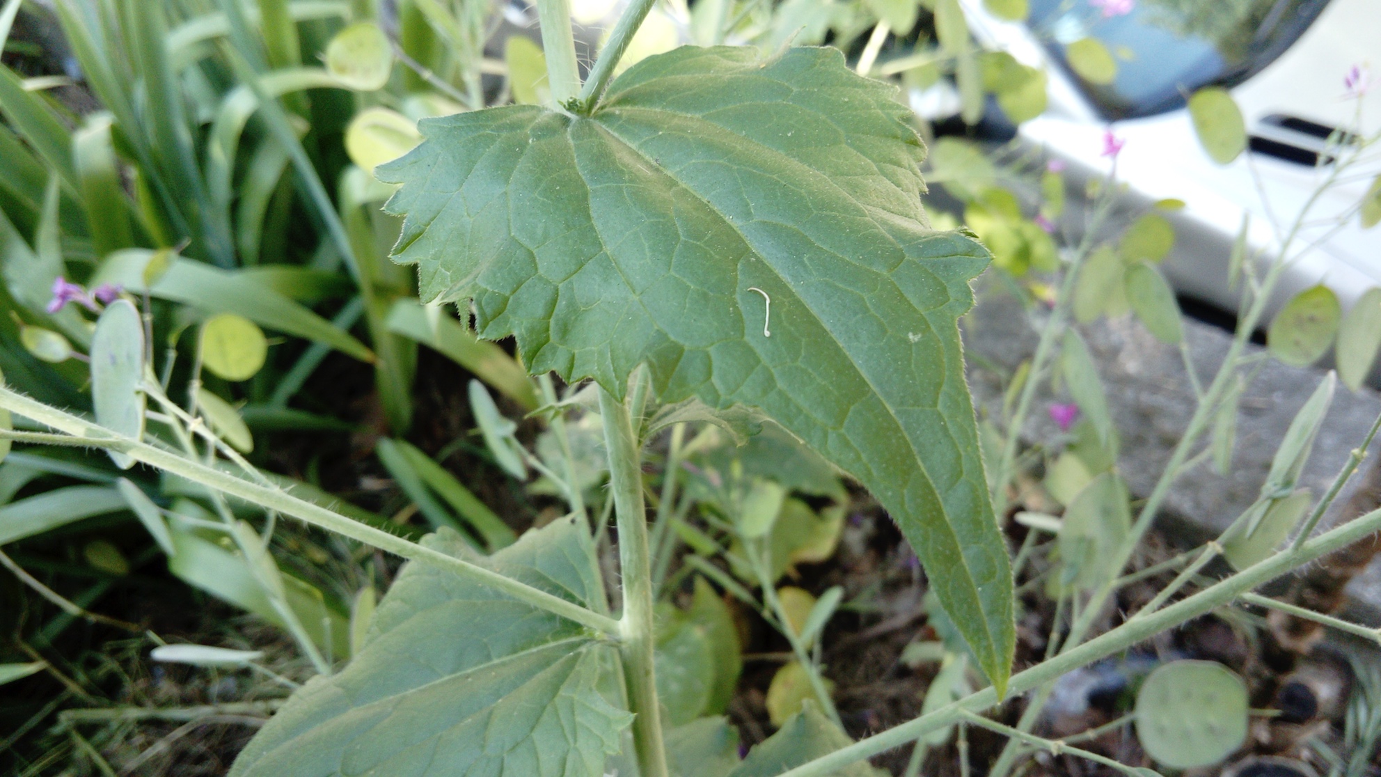 Annexe lunaria-biennis-feuille2.jpg