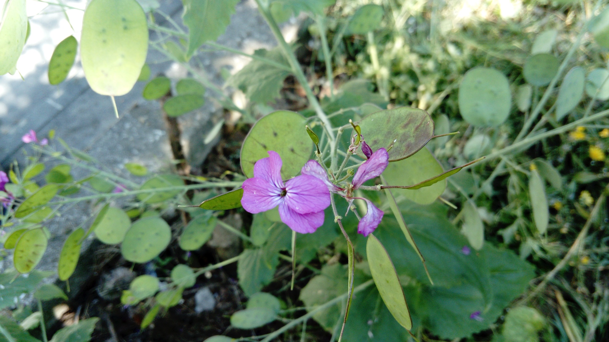 Annexe lunaria-biennis-fleur.jpg