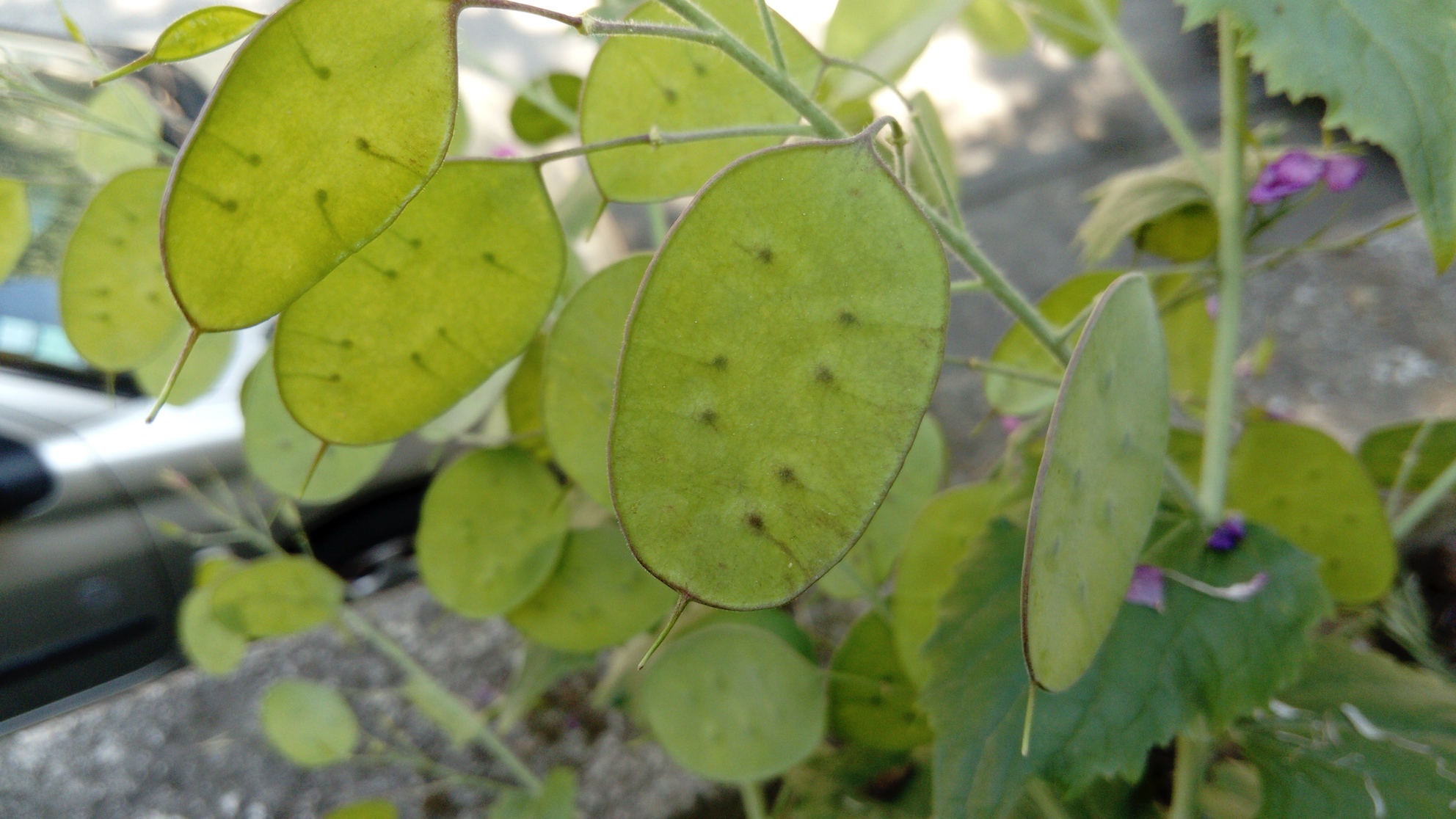 Annexe lunaria-biennis-fruits.jpg