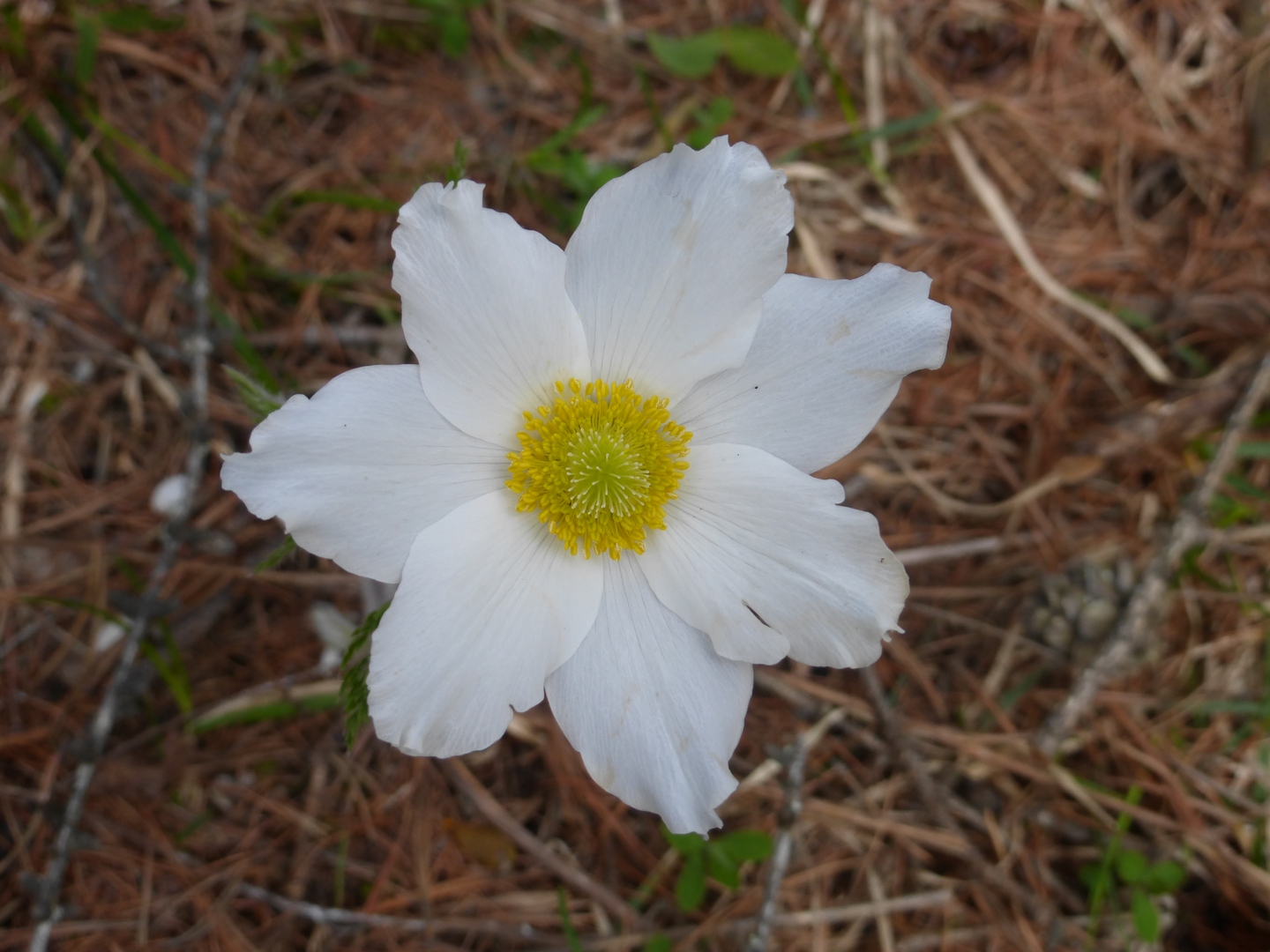 Annexe Anemone alpina.jpg
