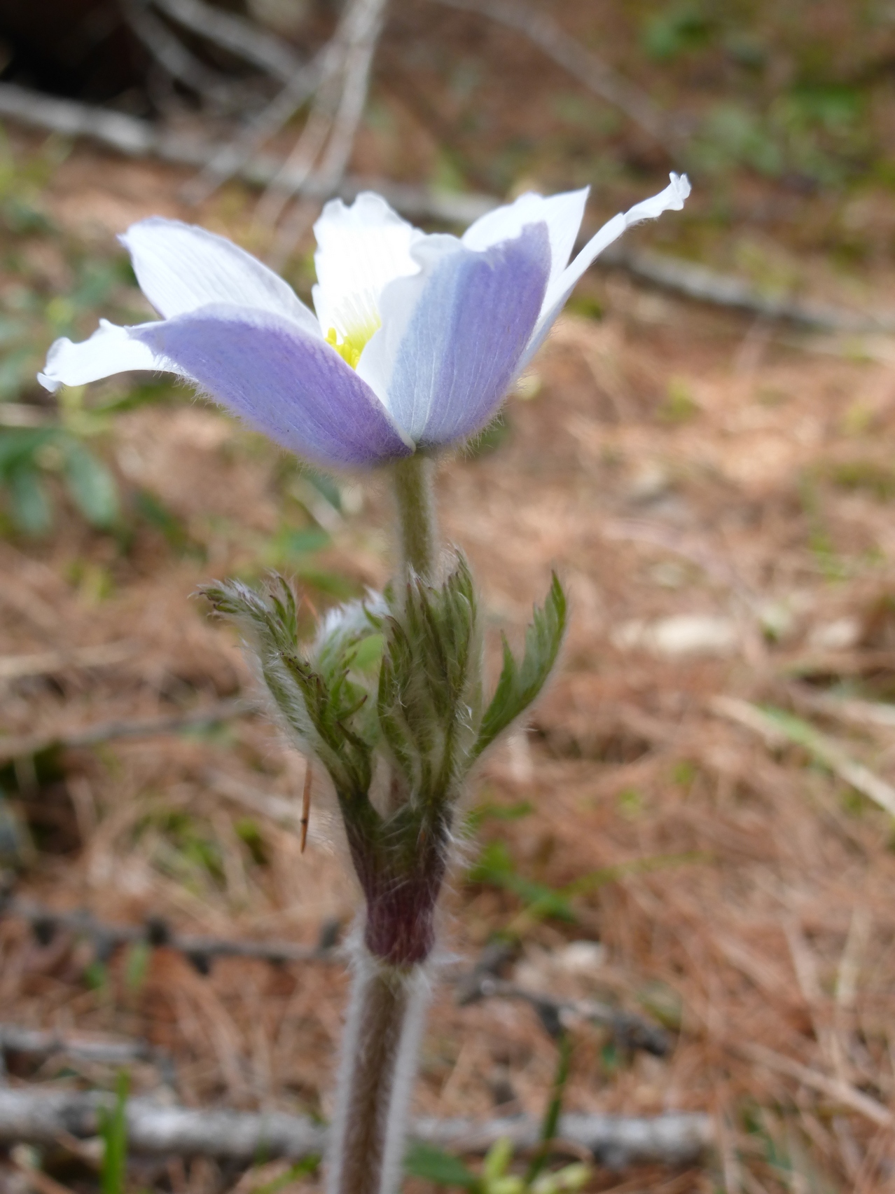 Annexe Paparazzi.jpg