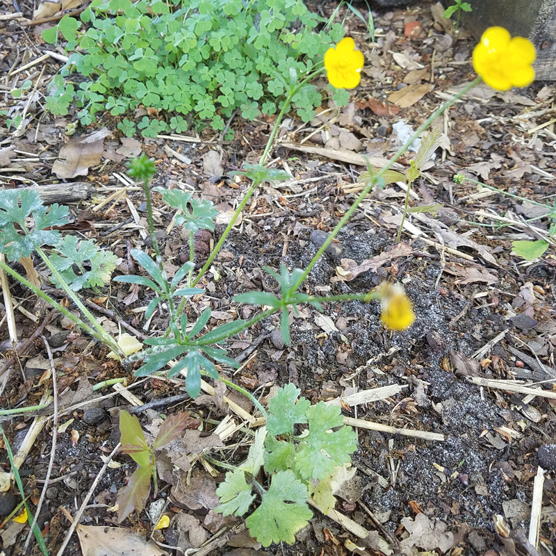 Annexe 20200425_182004.jpg