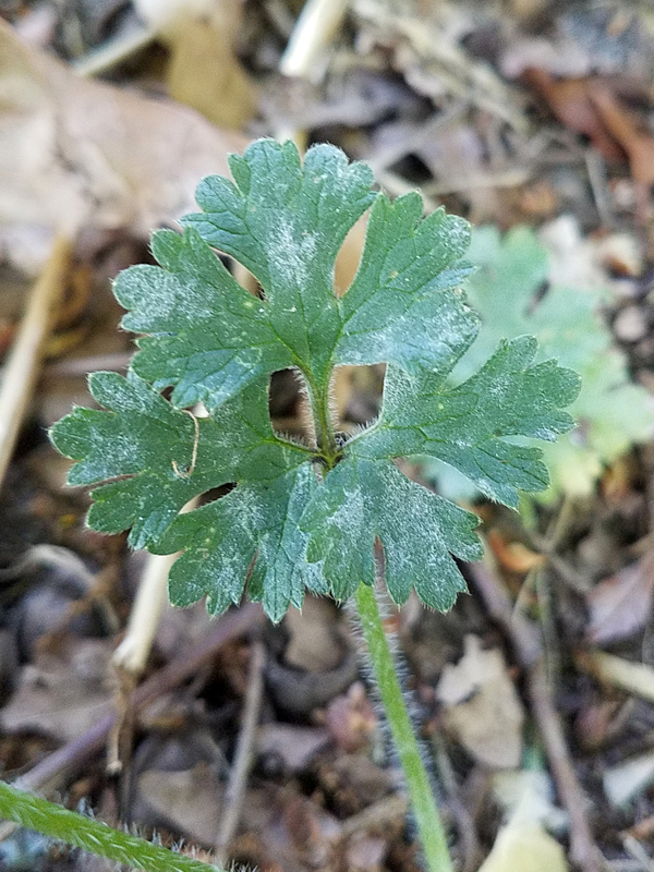 Annexe 20200425_182145.jpg