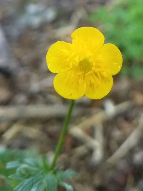 Annexe 20200425_182237.jpg