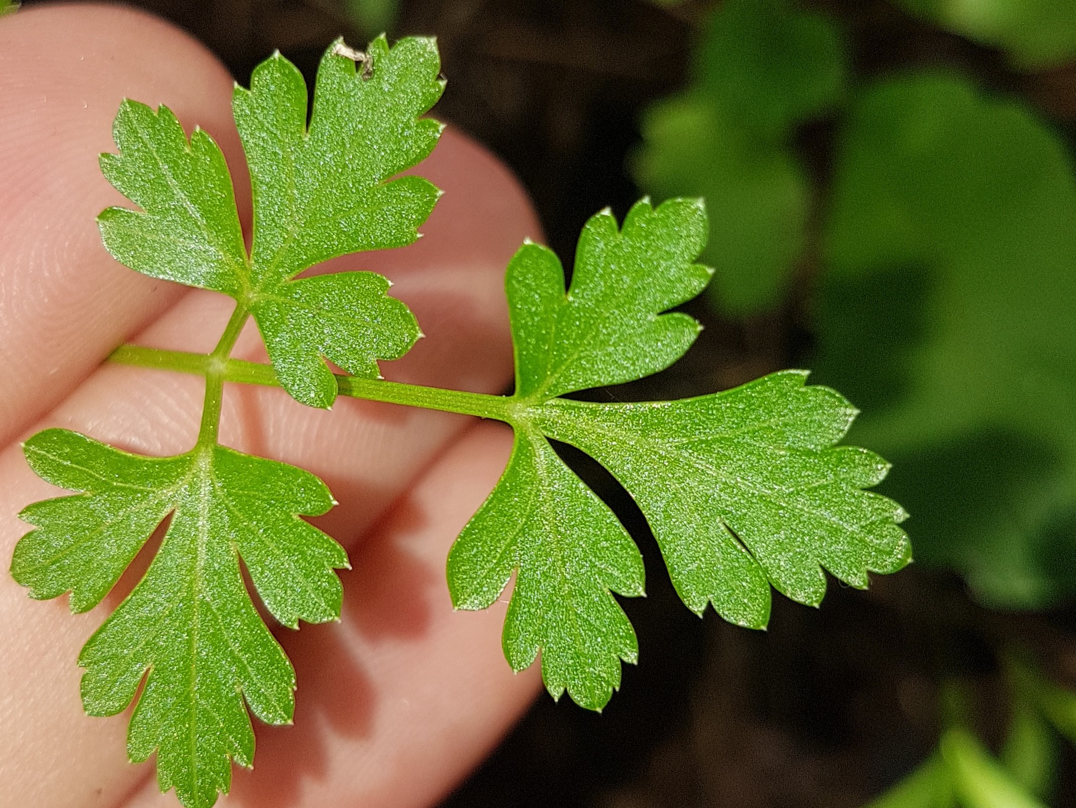 Annexe 20200425_185908.jpg