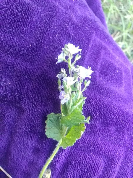 Annexe 94387671_1328452620877338_864577496505384960_n.jpg