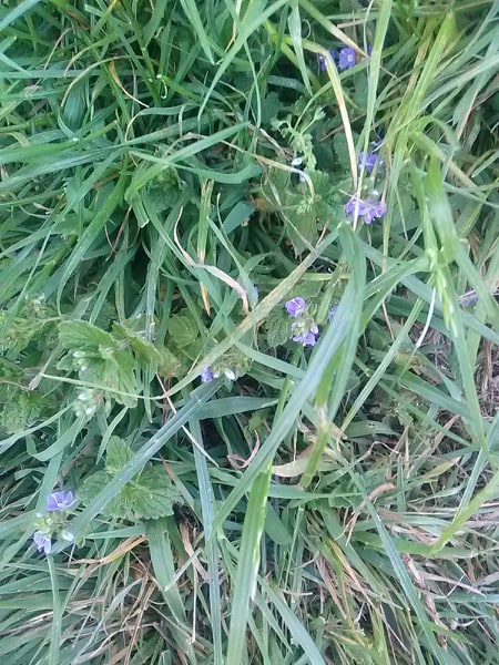 Annexe 94612539_2394643974167499_7028679233618575360_n.jpg