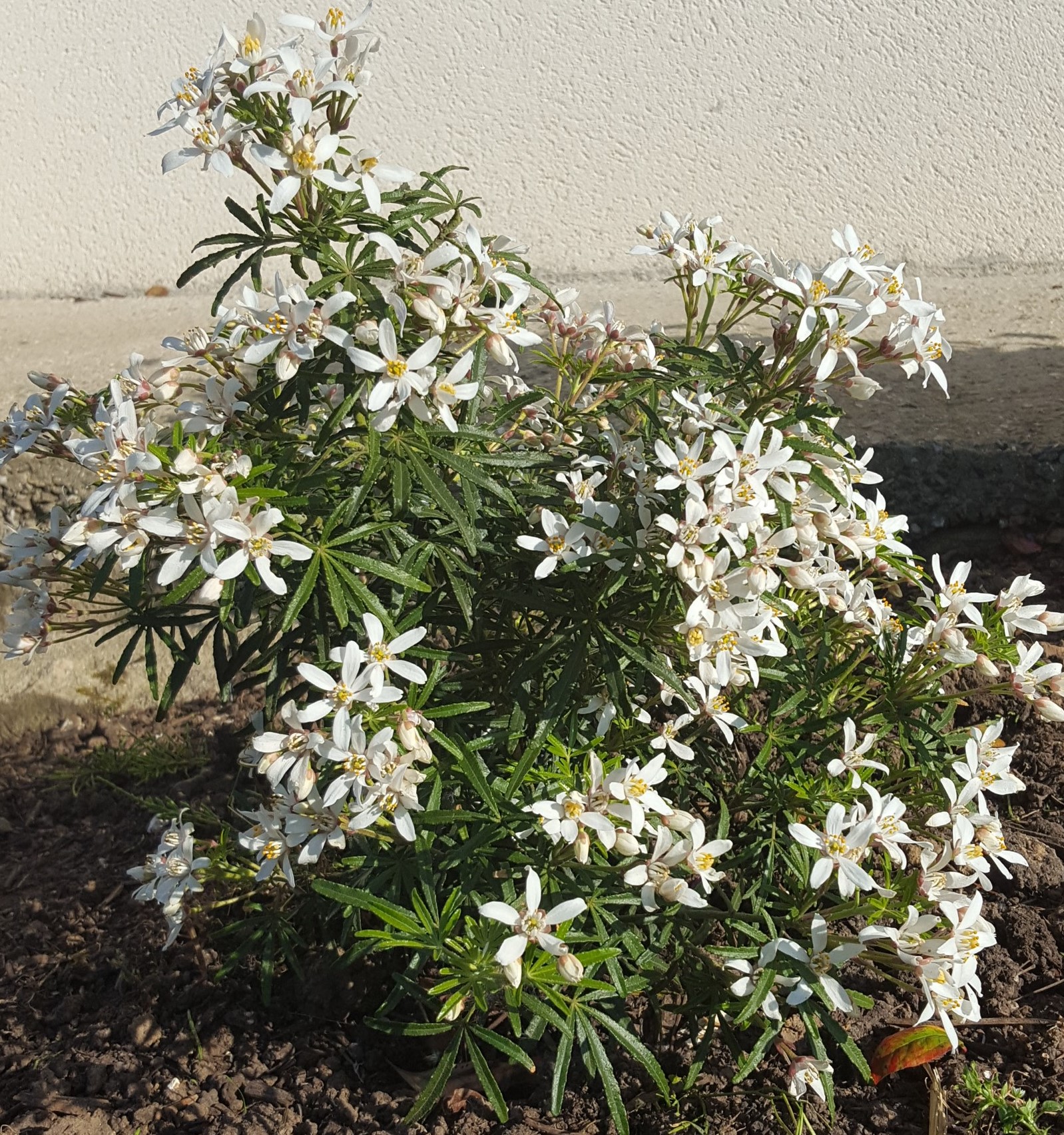 Annexe a20200423_173709 - Copie.jpg