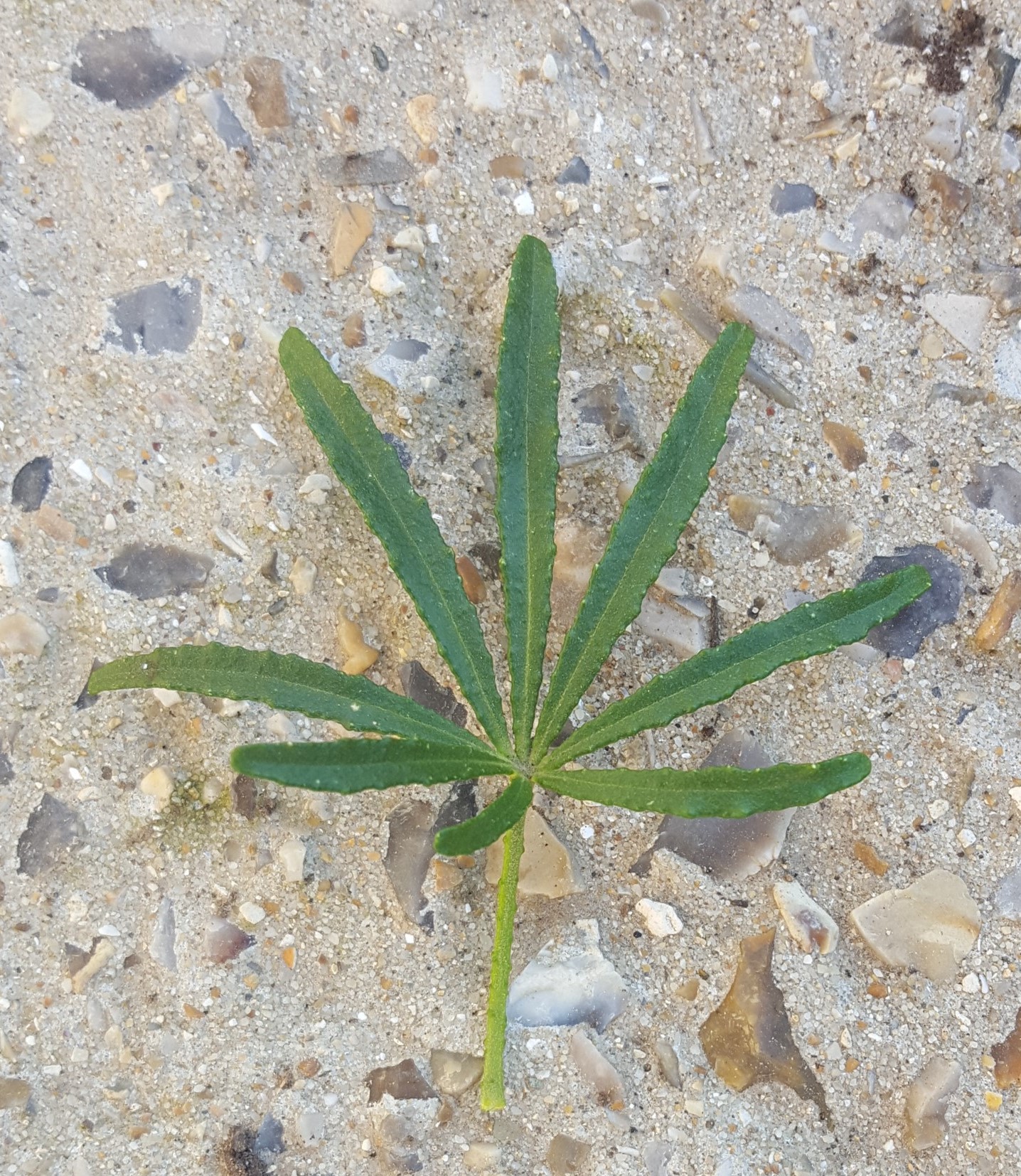 Annexe a20200423_174143.jpg