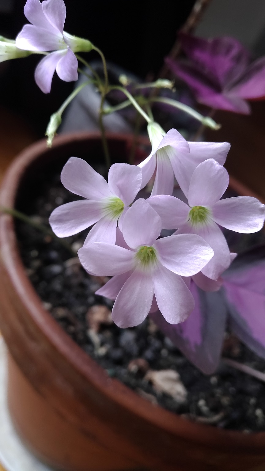 Annexe P_20200422_134643_V2.vHDR_Auto.jpg