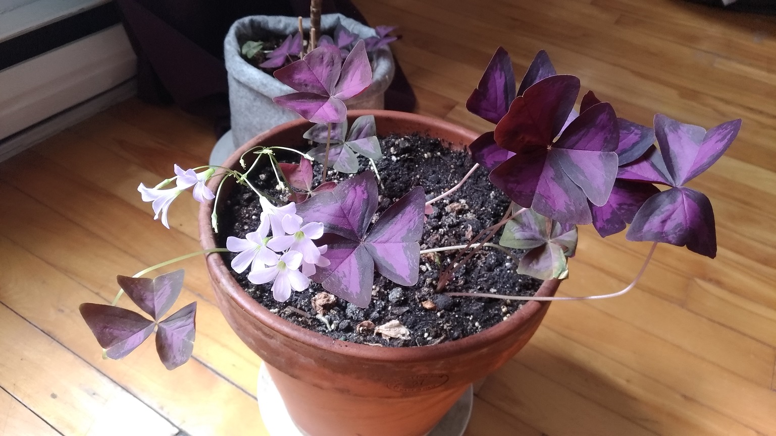 Annexe V2-P_20200422_134651_vHDR_Auto.jpg