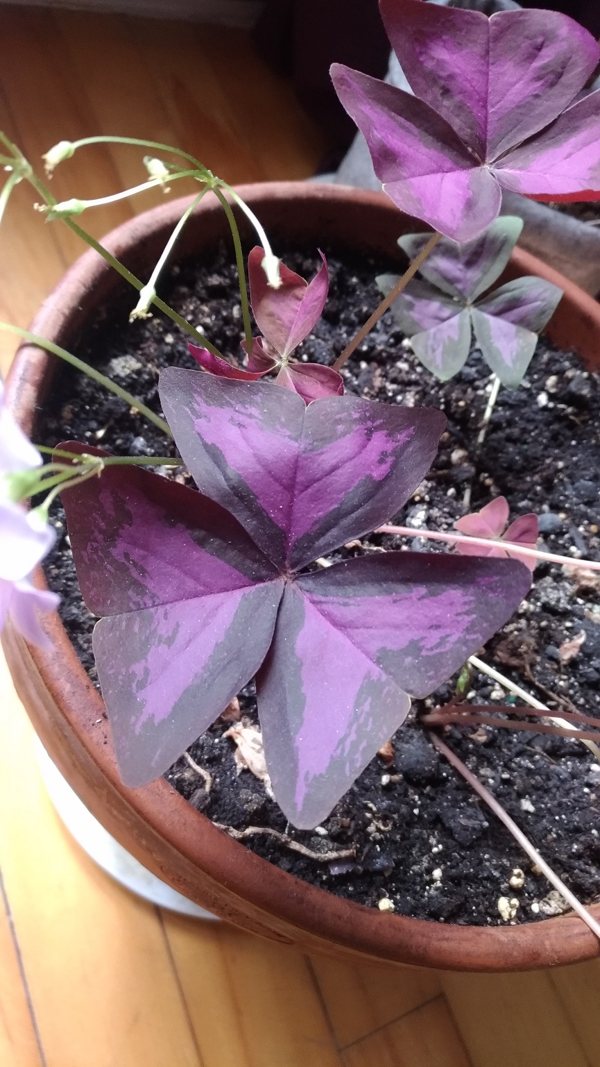 Annexe V2-P_20200422_134657_vHDR_Auto.jpg