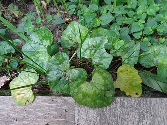 Annexe DSC066381.jpg