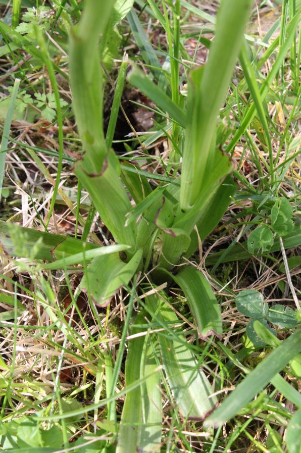 Annexe orchis-pyramidale-feuillles-mod.JPG